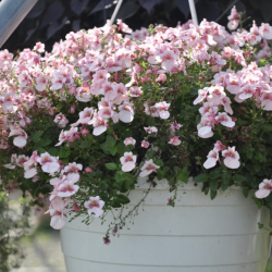 Diascia Piccadilly Appleblossom