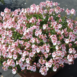 Diascia Piccadilly Appleblossom