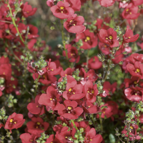 Diascia Piccadilly Dark Red