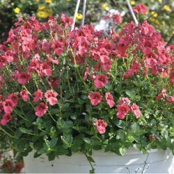 Diascia Piccadilly Dark Red