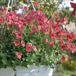 Diascia Piccadilly Dark Red