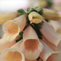 Digitalis Purpurea Peach