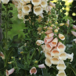 Digitalis Purpurea Peach