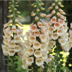 Digitalis Purpurea Peach