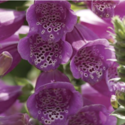 Digitalis Purpurea Purple