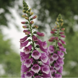 Digitalis Purpurea Purple