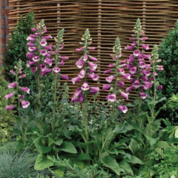Digitalis Purpurea Purple