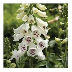 Digitalis Purpurea White