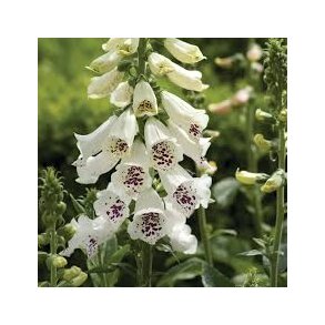 Digitalis Purpurea White