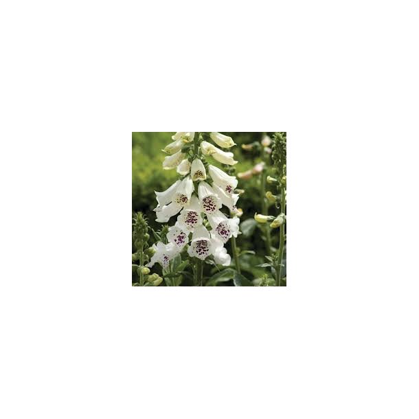 Digitalis Purpurea White