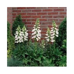 Digitalis Purpurea White