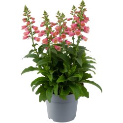 Digitalis Purpurea Arctic Fox