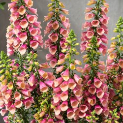 Digitalis Purpurea Arctic Fox