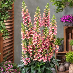 Digitalis Purpurea Arctic Fox