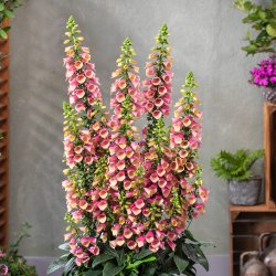 Digitalis Purpurea Arctic Fox