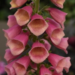 Digitalis Purpurea Arctic Fox