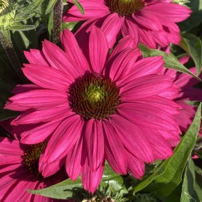 Echinacea SunSeekers Magenta 🐝