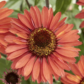 Echinacea SunSeekers Orange 🐝