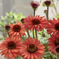 Echinacea SunSeekers Orange 🐝