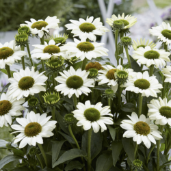 Echinacea SunSeekers White Beauty 🐝