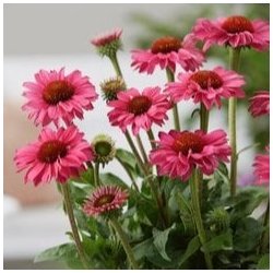 Echinacea SunSeekers Magenta 🐝