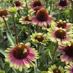 Echinacea Sweet Sandia 🐝