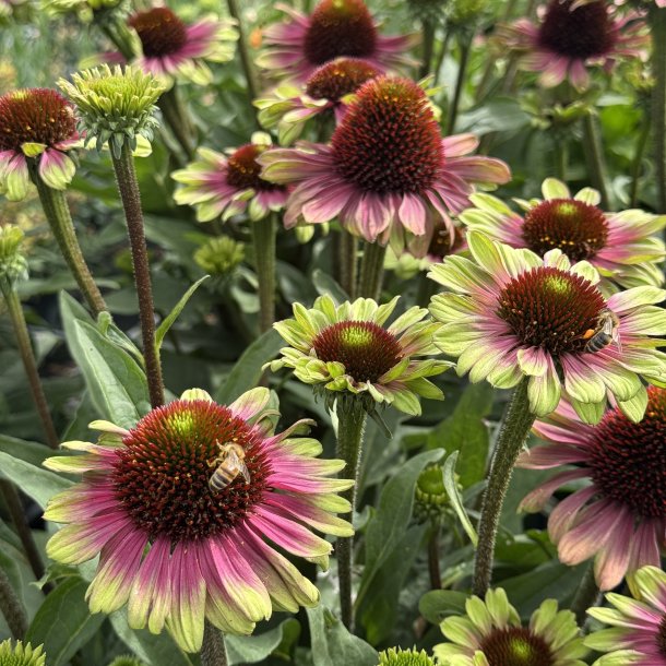 Echinacea Sweet Sandia 🐝