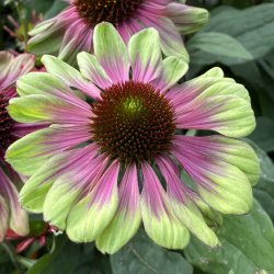 Echinacea Sweet Sandia 🐝