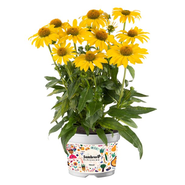 Echinacea Sombrero Lemon Yellow 🐝