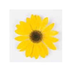 Echinacea Sombrero Lemon Yellow 🐝