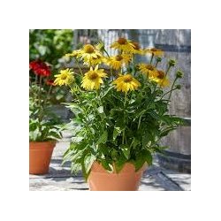 Echinacea Sombrero Lemon Yellow 🐝
