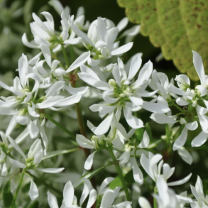 Euphorbia Diamond Frost 🐝