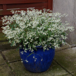 Euphorbia Diamond Frost 🐝