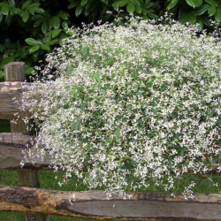 Euphorbia Diamond Frost 🐝