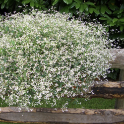 Euphorbia Diamond Frost 🐝