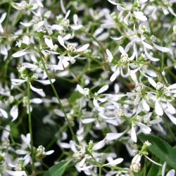Euphorbia Diamond Frost 🐝