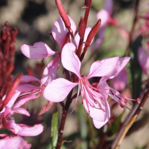 Gaura Flamingo Pink 🐝