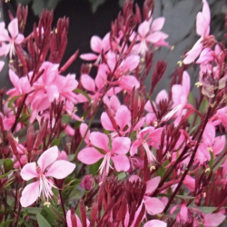 Gaura Flamingo Pink 🐝