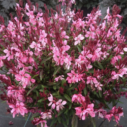 Gaura Flamingo Pink 🐝