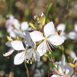 Gaura Flamingo Snow 🐝