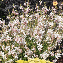 Gaura Flamingo Snow 🐝