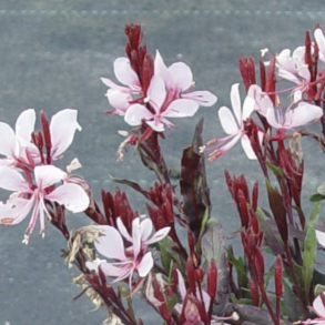 Gaura Gaudi Pink 🐝