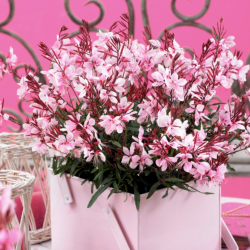 Gaura Gaudi Pink 🐝