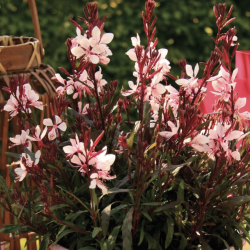 Gaura Gaudi Pink 🐝