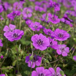 Geranium Pink Penny 🐝
