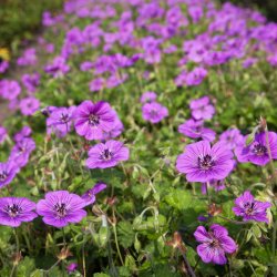 Geranium Pink Penny 🐝