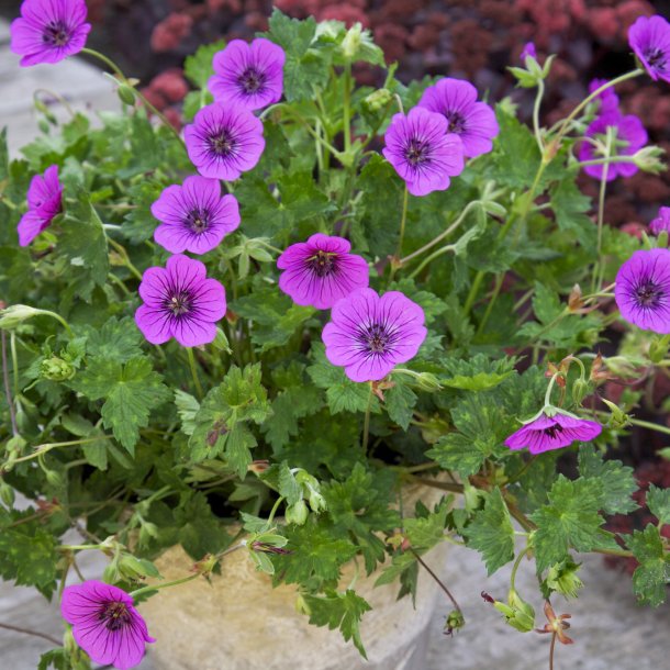 Geranium Pink Penny &#128029;