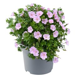 Geranium Frivolius Pink 🐝