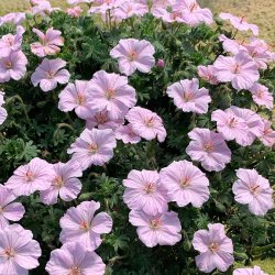 Geranium Frivolius Pink 🐝