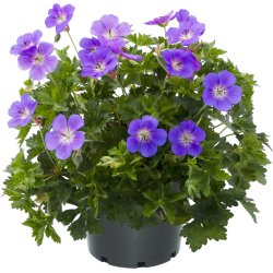 Geranium Bloom Me Away 🐝